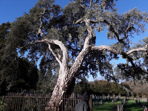 Ancient Cork Tree in St. Mary's graveyard